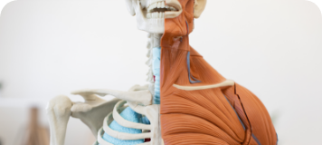 Anatomie