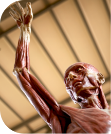 Anatomie